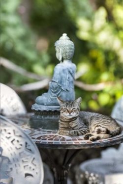 Zen Kitty on  Patio Table with a Buddha Statue in the Garden Journal: 150 Page Lined Notebook/Diary