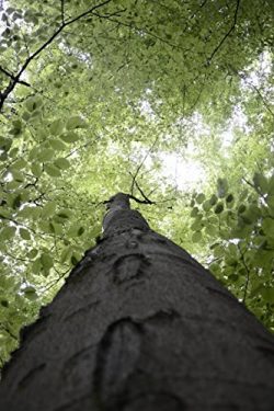 Tree Canopy In Forest