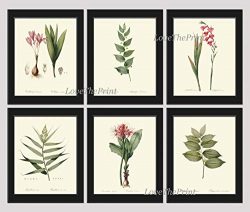 Botanical Set of 6 Prints Antique Redoute Beautiful Pink Red Flowers Gladiolus Bulb Leaf Green G ...