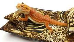 Chaise Lounge for Bearded Dragons, Safari fabric